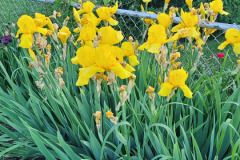Irises-along-fence-May-2023-13