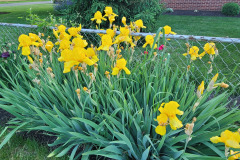 Irises-along-fence-May-2023-14