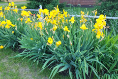 Irises-along-fence-May-2023-15