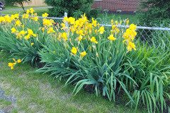 Irises-along-fence-May-2023-16