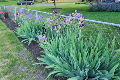 Irises-along-fence-May-2023-17