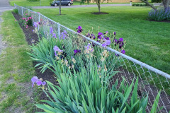 Irises-along-fence-May-2023-18