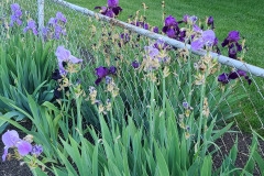 Irises-along-fence-May-2023-19