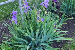 Irises-along-fence-May-2023-2