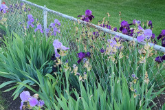 Irises-along-fence-May-2023-20
