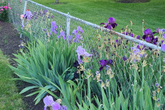 Irises-along-fence-May-2023-21