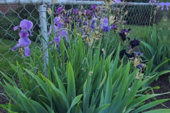 Irises-along-fence-May-2023-3