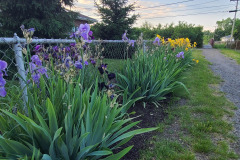 Irises-along-fence-May-2023-4