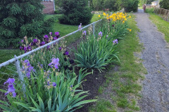 Irises-along-fence-May-2023-5