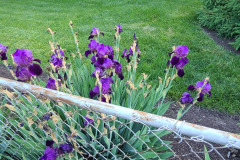 Irises-along-fence-May-2023-6