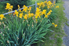 Irises-along-fence-May-2023-7