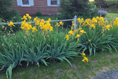 Irises-along-fence-May-2023-8