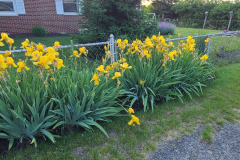 Irises-along-fence-May-2023-9
