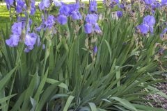 Van-Gogh-Irises-light-purple-edited
