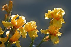 bearded-iris_