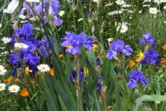 draft_lens9810941module88066501photo_1267669526Iris_2_June_2007_400
