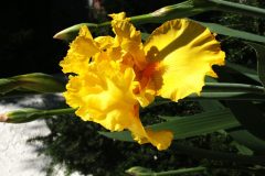 img_0047-yellow-iris