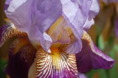 iris-e28098lent-williamson_-flower-e1304956271262