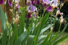 iris-e28098lent-williamson_