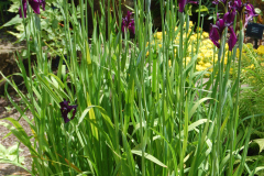 iris-ensata