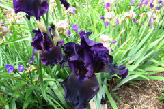 iris-germanica-bearded-iris-black-iris