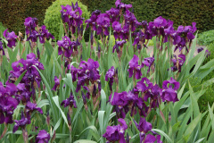 iris-germanica