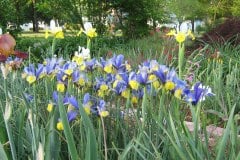 iris