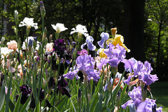 iris_04-58