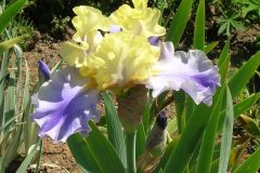iris_2_edith_wolfort