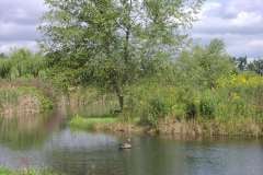 Lampbert Pond & flower Gardens