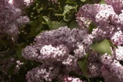 1150742582_Lilacs