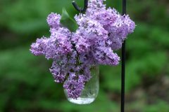 20040529_Lilacs_01