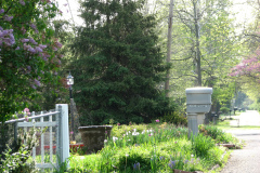2009-05-03-Lilac-Trees-1