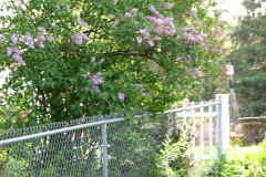 2009-05-03-Lilac-Trees-10