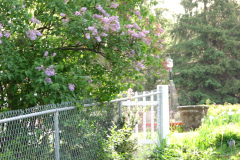 2009-05-03-Lilac-Trees-11