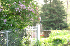 2009-05-03-Lilac-Trees-12