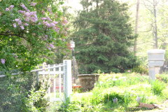 2009-05-03-Lilac-Trees-13