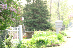 2009-05-03-Lilac-Trees-14