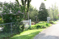 2009-05-03-Lilac-Trees-16