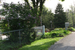 2009-05-03-Lilac-Trees-17