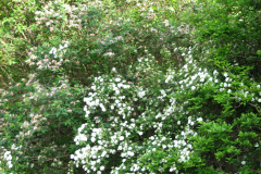2009-05-03-Lilac-Trees-18