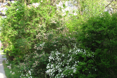 2009-05-03-Lilac-Trees-19