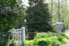 2009-05-03-Lilac-Trees-2
