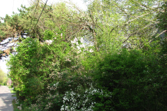 2009-05-03-Lilac-Trees-20