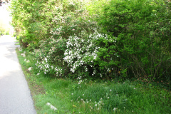 2009-05-03-Lilac-Trees-21