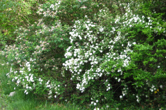 2009-05-03-Lilac-Trees-22