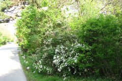 2009-05-03-Lilac-Trees-23