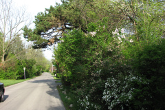 2009-05-03-Lilac-Trees-24