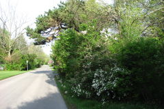 2009-05-03-Lilac-Trees-25