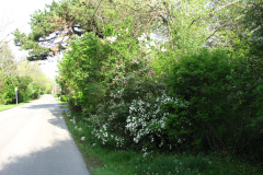 2009-05-03-Lilac-Trees-26